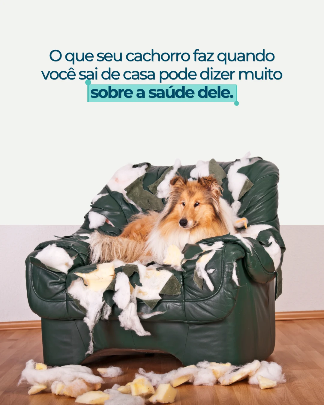 Peça sobre comportamento de cães com a imagem de um cachorro em uma poltrona