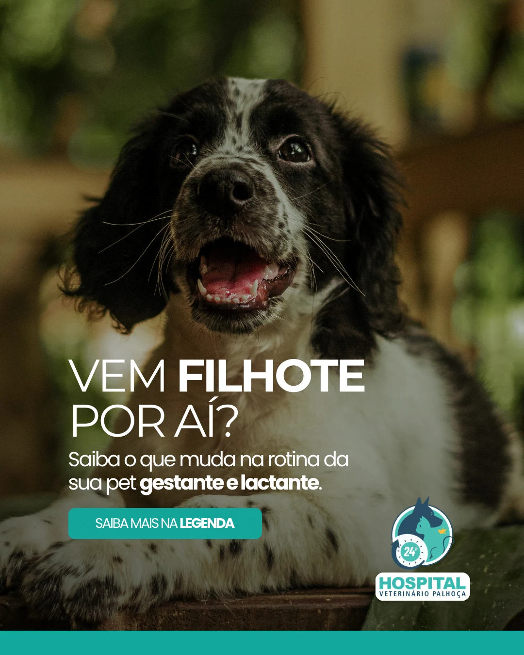 Peça sobre rotina de pets gestantes e lactantes para o Hospital Veterinário Palhoça